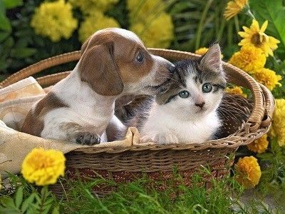 Chien et chat