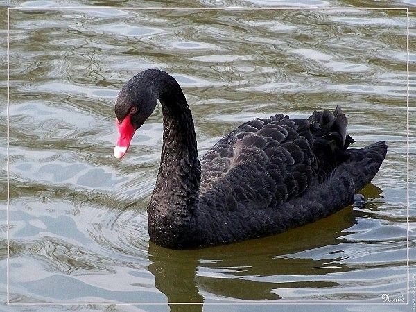 Cygne noir