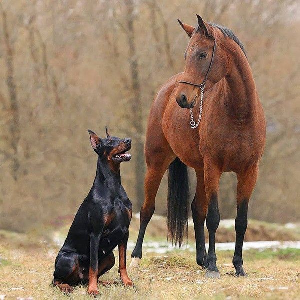 Cheval et chien