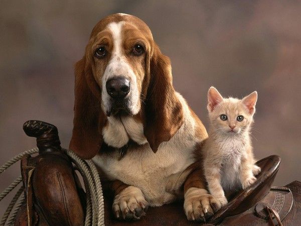 Chien et chat