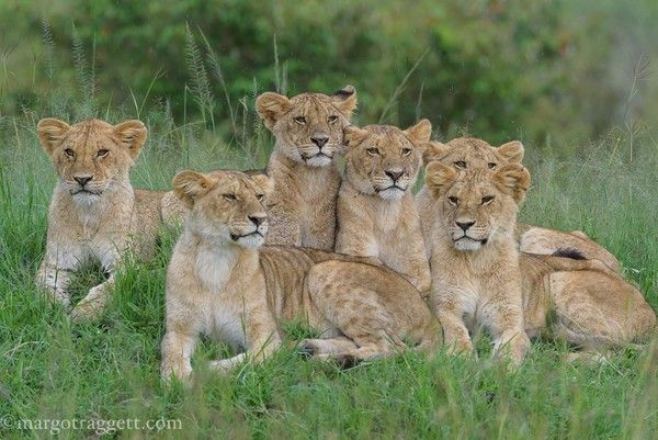 Photographie de Margot Raggett)