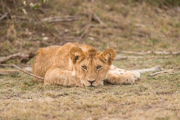 Photographie de Margot Raggett