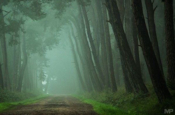 balade en forêt