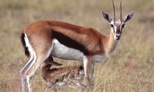 Gazelles de Thomson