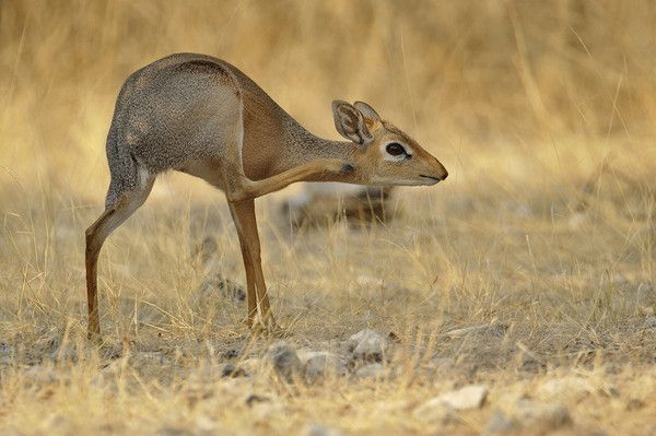 Dik dik