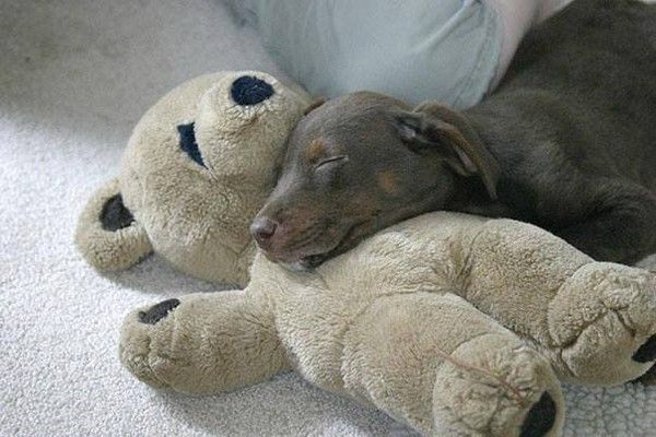 Il est pas mignon avec son doudou ?