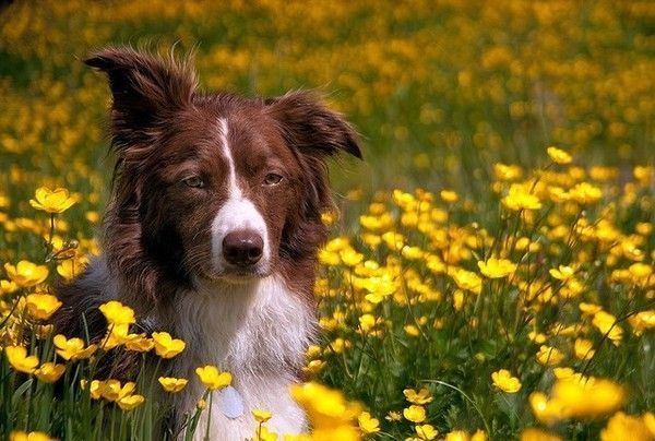 border collie