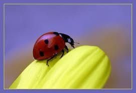 Coccinelle