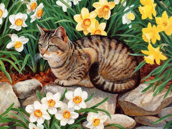 Chat de Persis Clayton Weirs