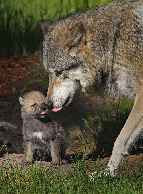 LOUPS