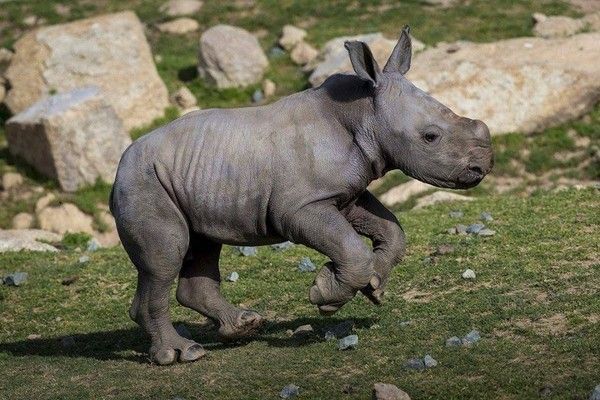 Bébé rhinocéros