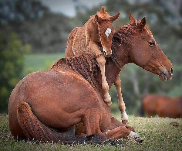 Chevaux