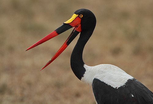 Jabiru