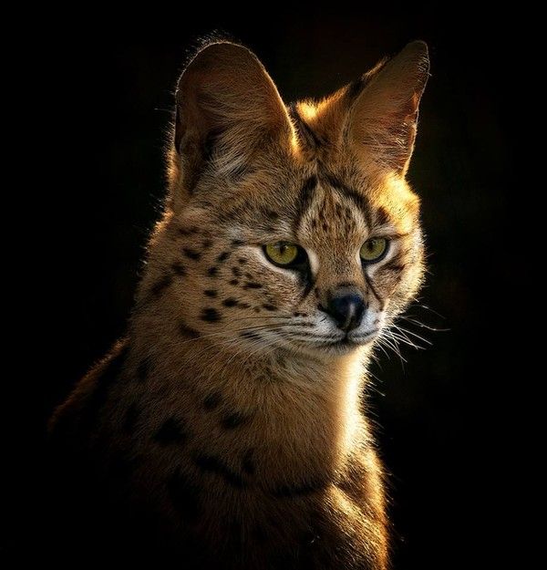 Serval