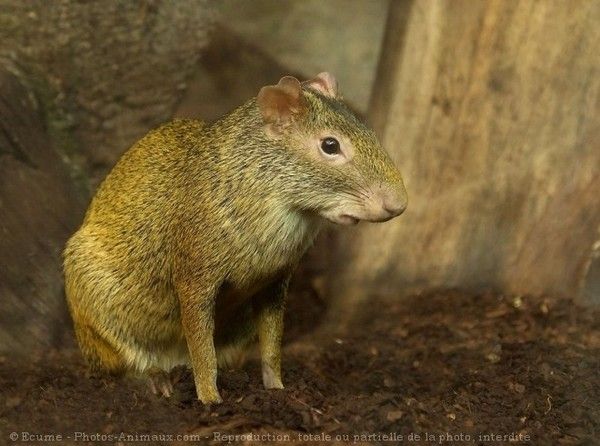 Agouti