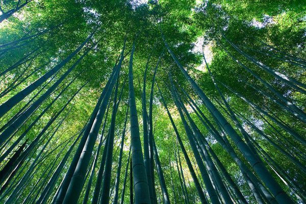 Japon, la forêt de bambous de Kyoto