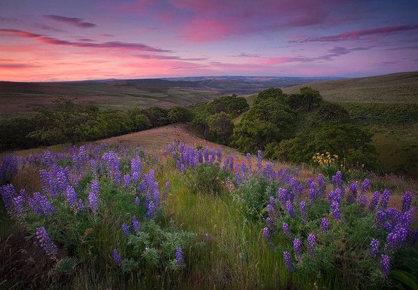 De Marc Adamus