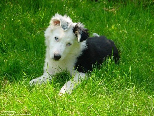 border collie