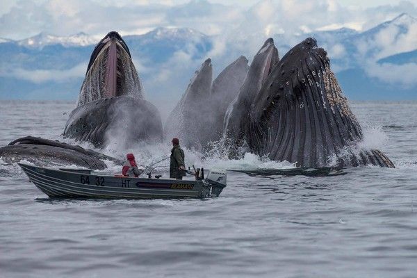 Baleines à bosse