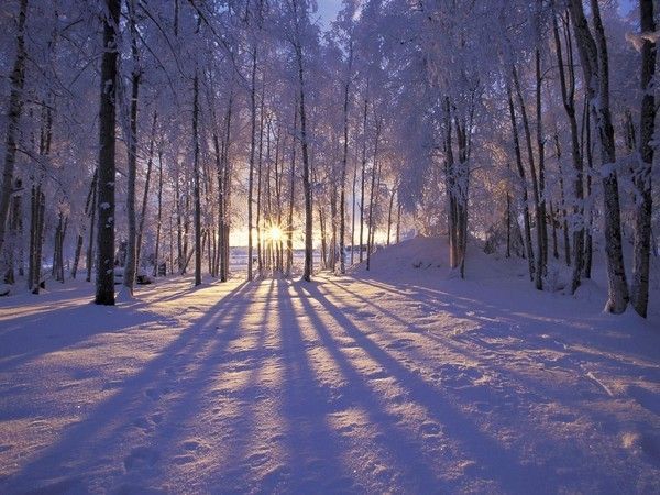 Forêt sous la neige