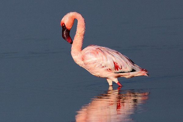 Flamant nain