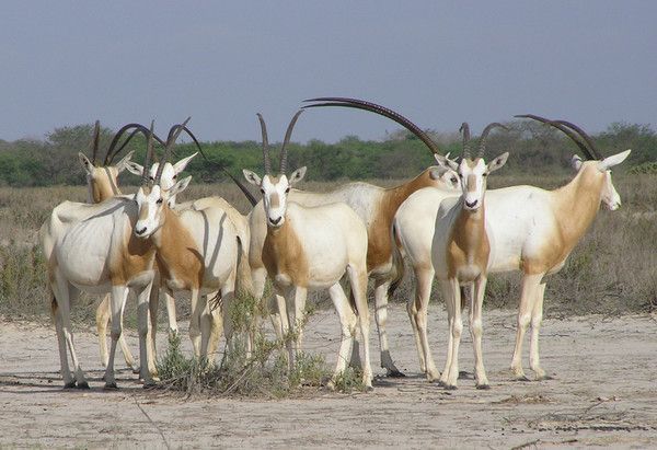Oryx du Sénégal