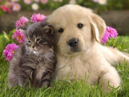 Chien et chat