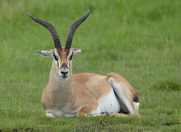 Gazelle de Thomson