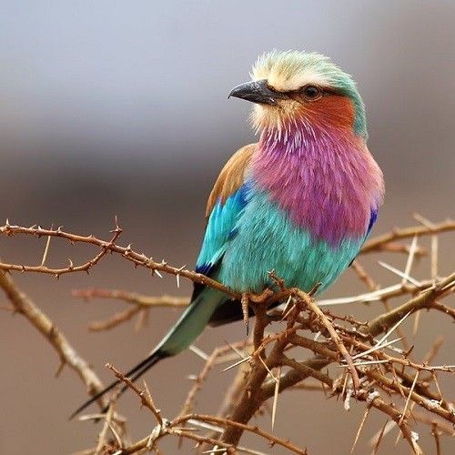 Oiseau d'Afrique