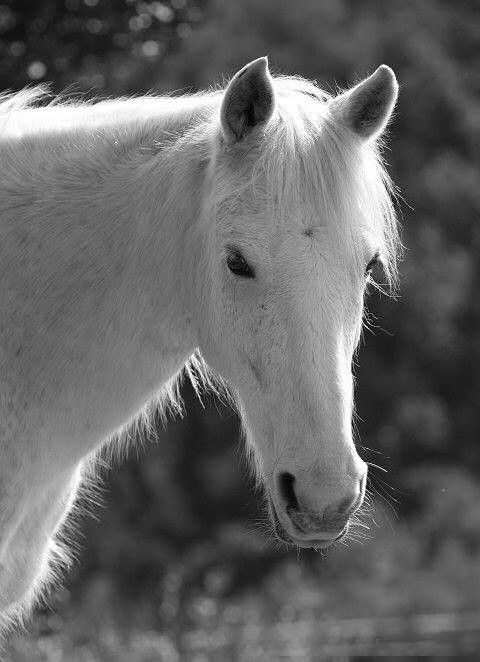 Noir et blanc