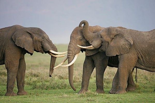 Elephants