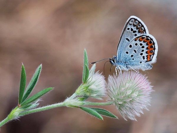 Papillon