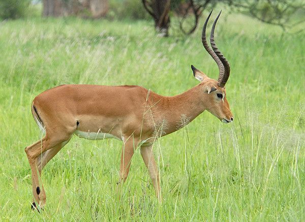 Impala