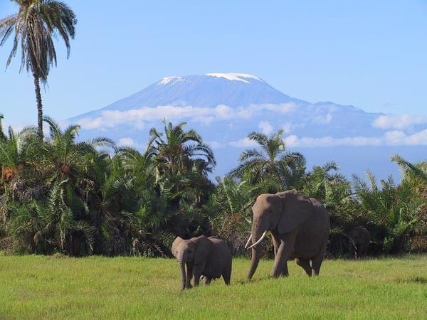 Eléphants