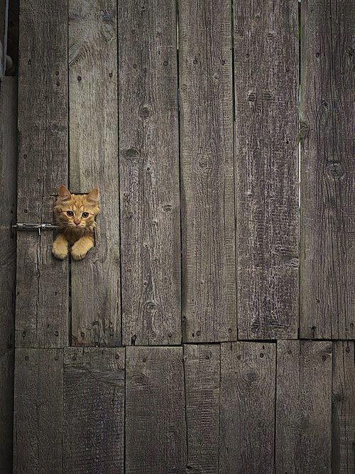 Un chaton très curieux...