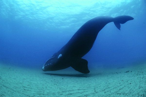 Baleine franche australe