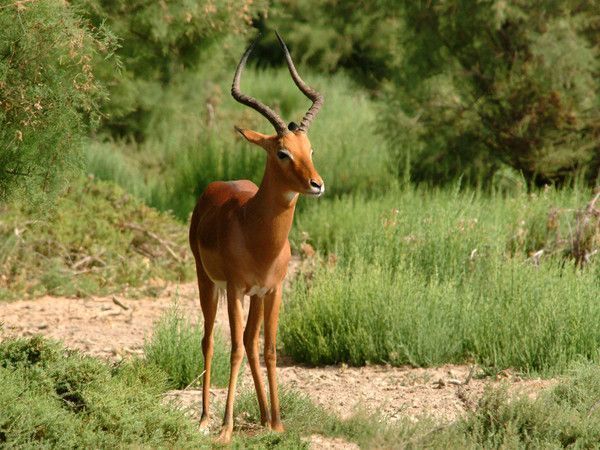 Antilope