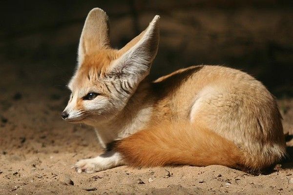 Fennec 