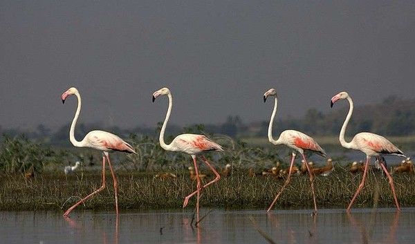 Flamants roses