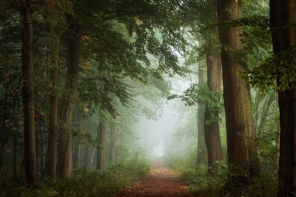 Ballade en forêt