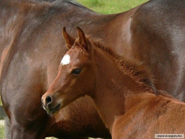 Chevaux