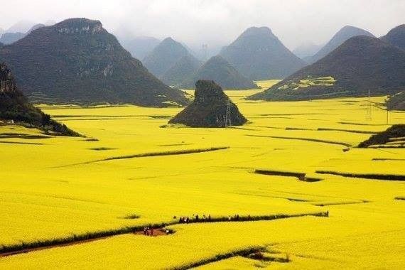 Champs de colza en Chine