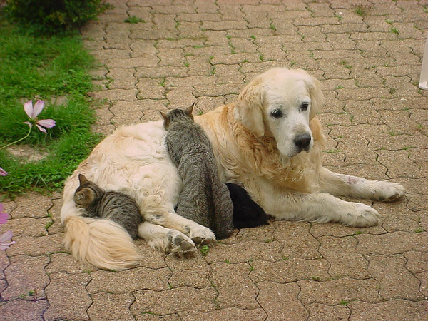 Chien et chats