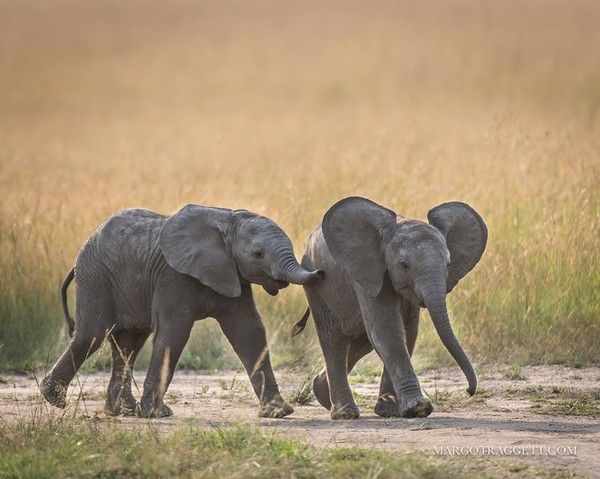 Photographie de Margot Raggett