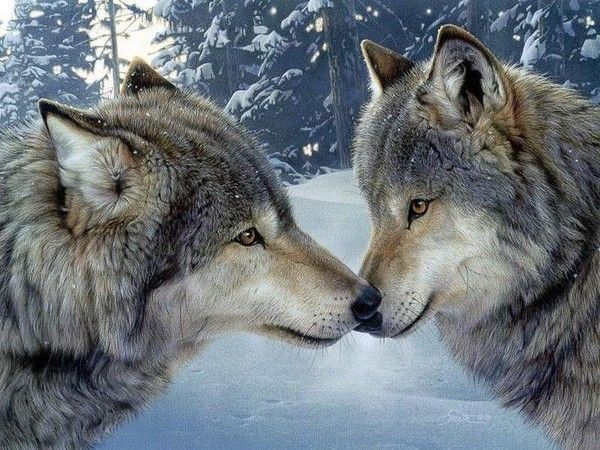 Loups