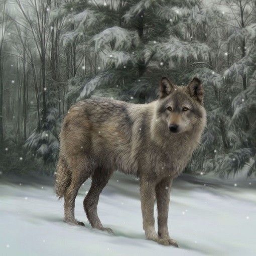 LOUP de Tamarra Markegard