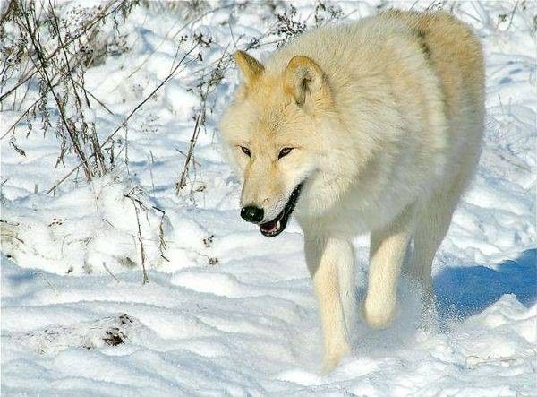 Loup blanc