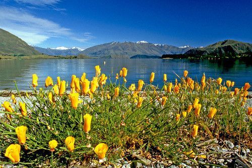 Nouvelle Zélande (Lac Wanaka)