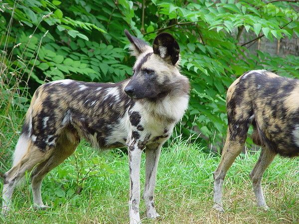 Chiens sauvages d'Afrique