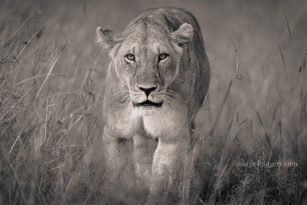 Photographie de Margot Raggett)